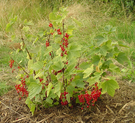 Currant Plant