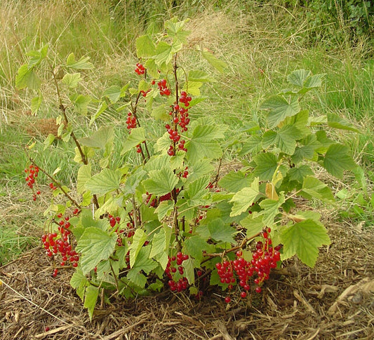 Currant Plant — photo: Wikimedia Commons contributor, Public domain, via Wikimedia Commons