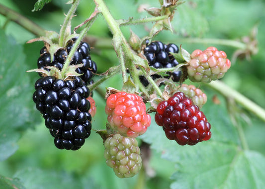 Blackberry — photo: Ragesoss, CC BY-SA 3.0, via Wikimedia Commons