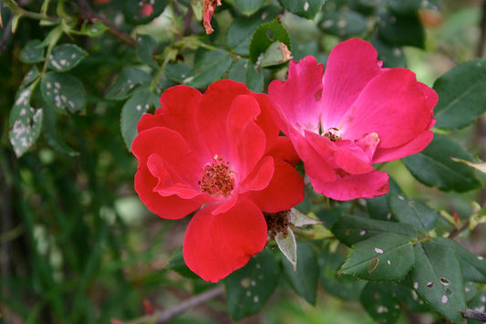 Knock Out Rose Bare-Root Plant (Rosa 'Knock Out') - live plant from Wade Greens