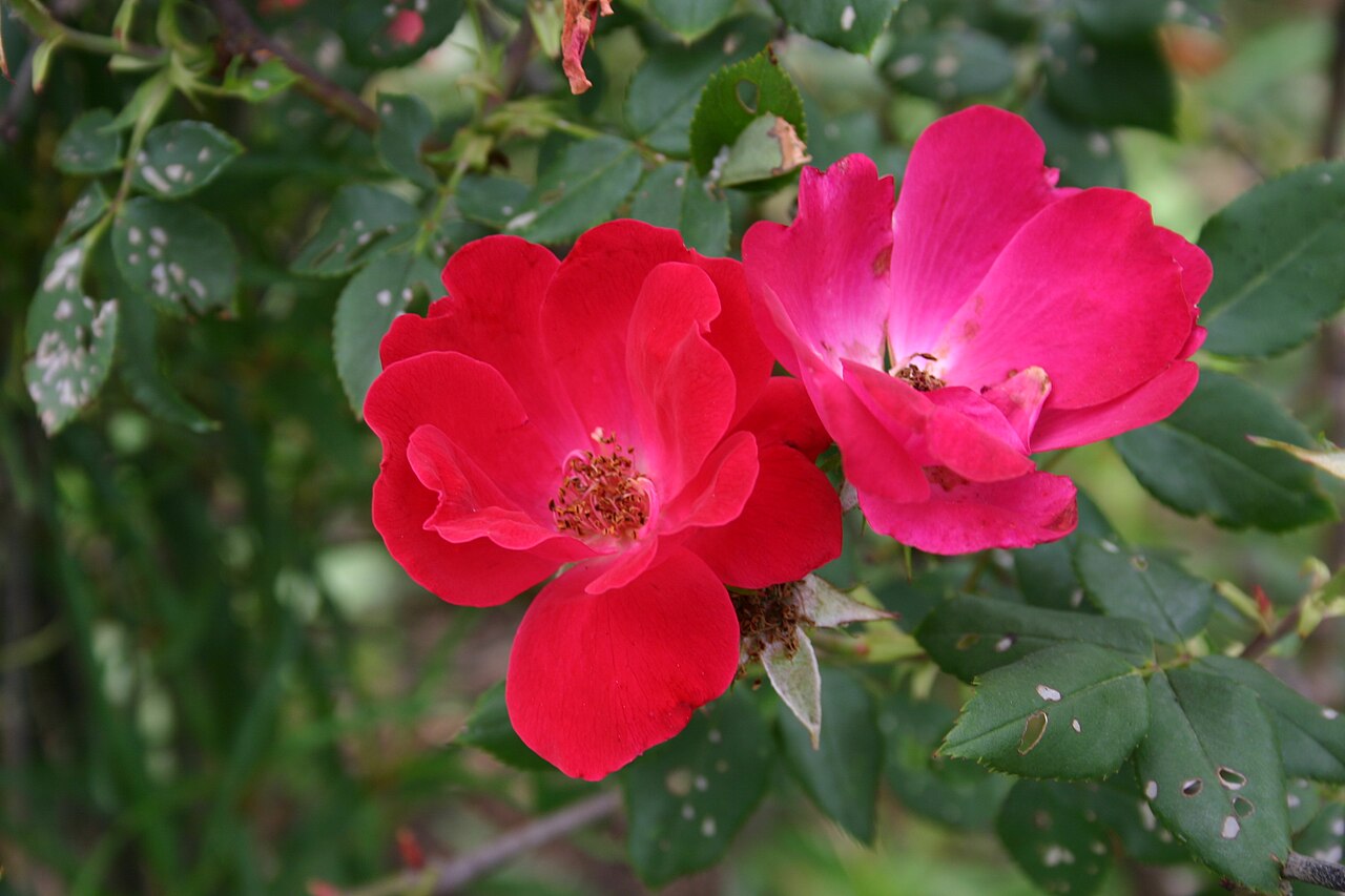 Roses (Rosa) - live plant from Wade Greens