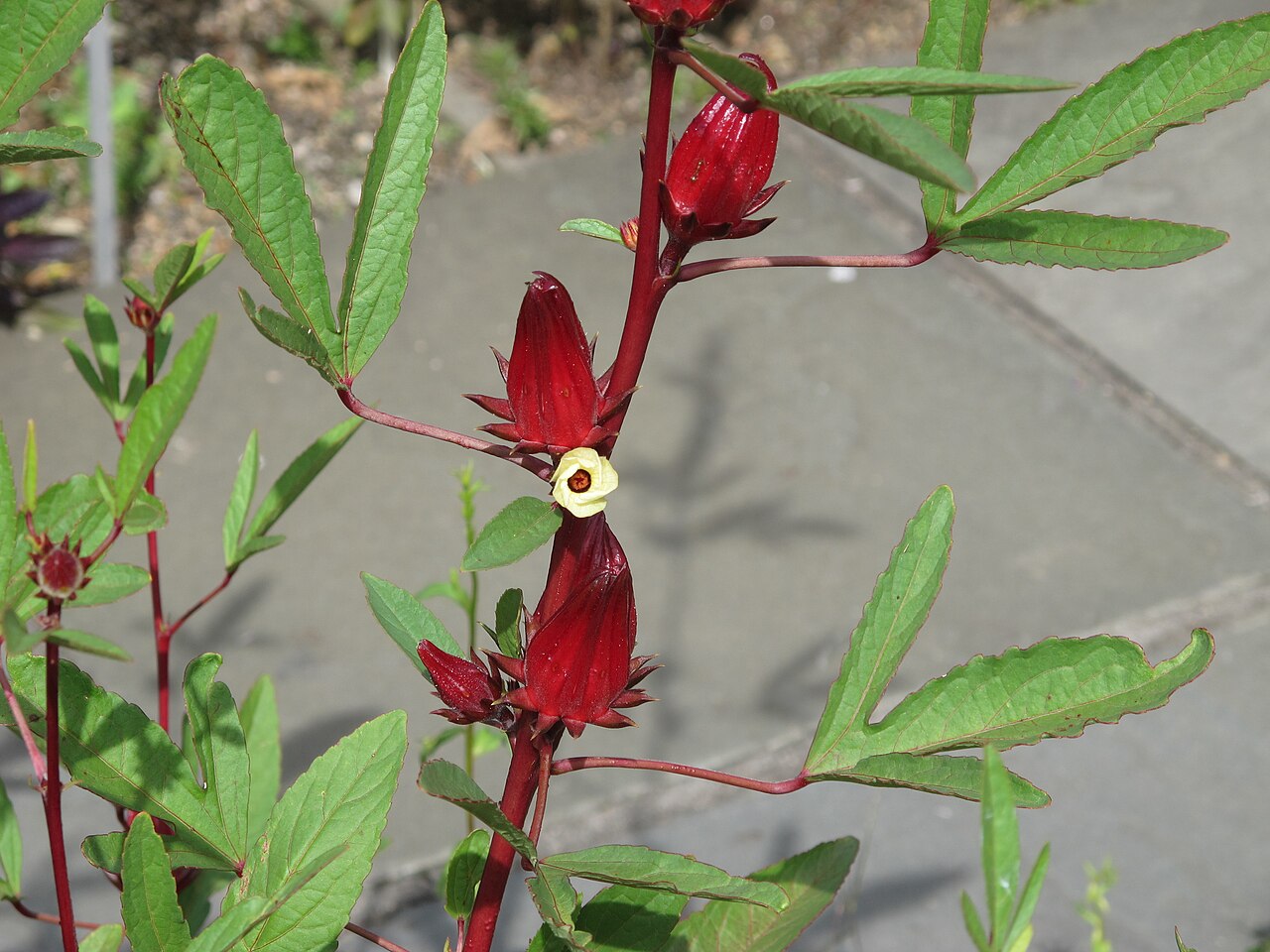 Hibiscus Edible Flowers — photo: Invertzoo, CC BY-SA 4.0, via Wikimedia Commons