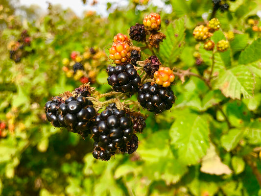 Fresh Blackberries grown in Alabama by Wade Greens