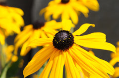 Rudbeckia (Black-Eyed Susan) (Rudbeckia) - live plant from Wade Greens