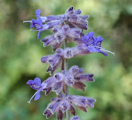 Russian Sage - Live Plant