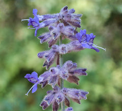 Russian Sage - Live Plant — photo: Rationalobserver, CC BY-SA 4.0, via Wikimedia Commons