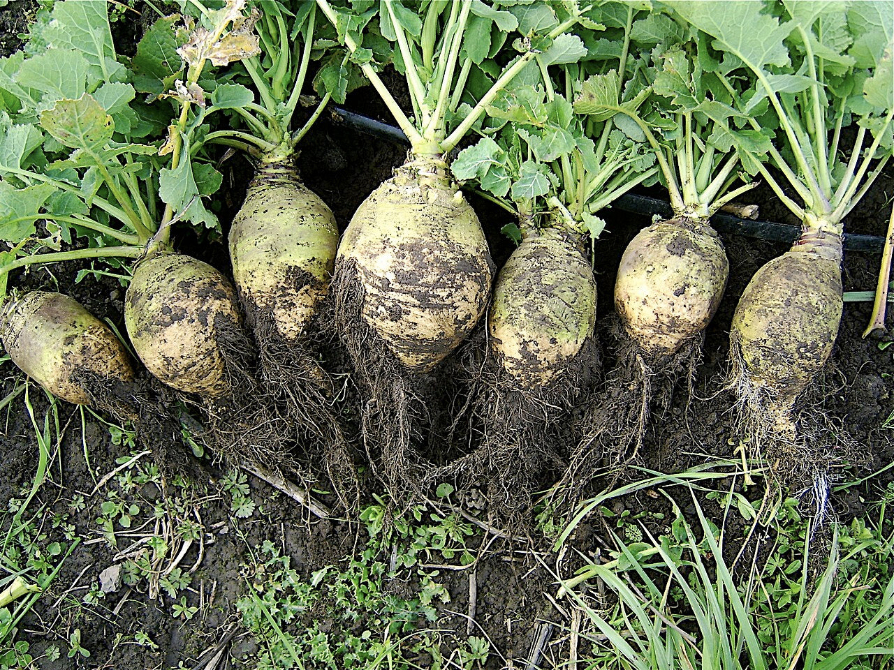 Fresh Rutabaga grown in Alabama by Wade Greens