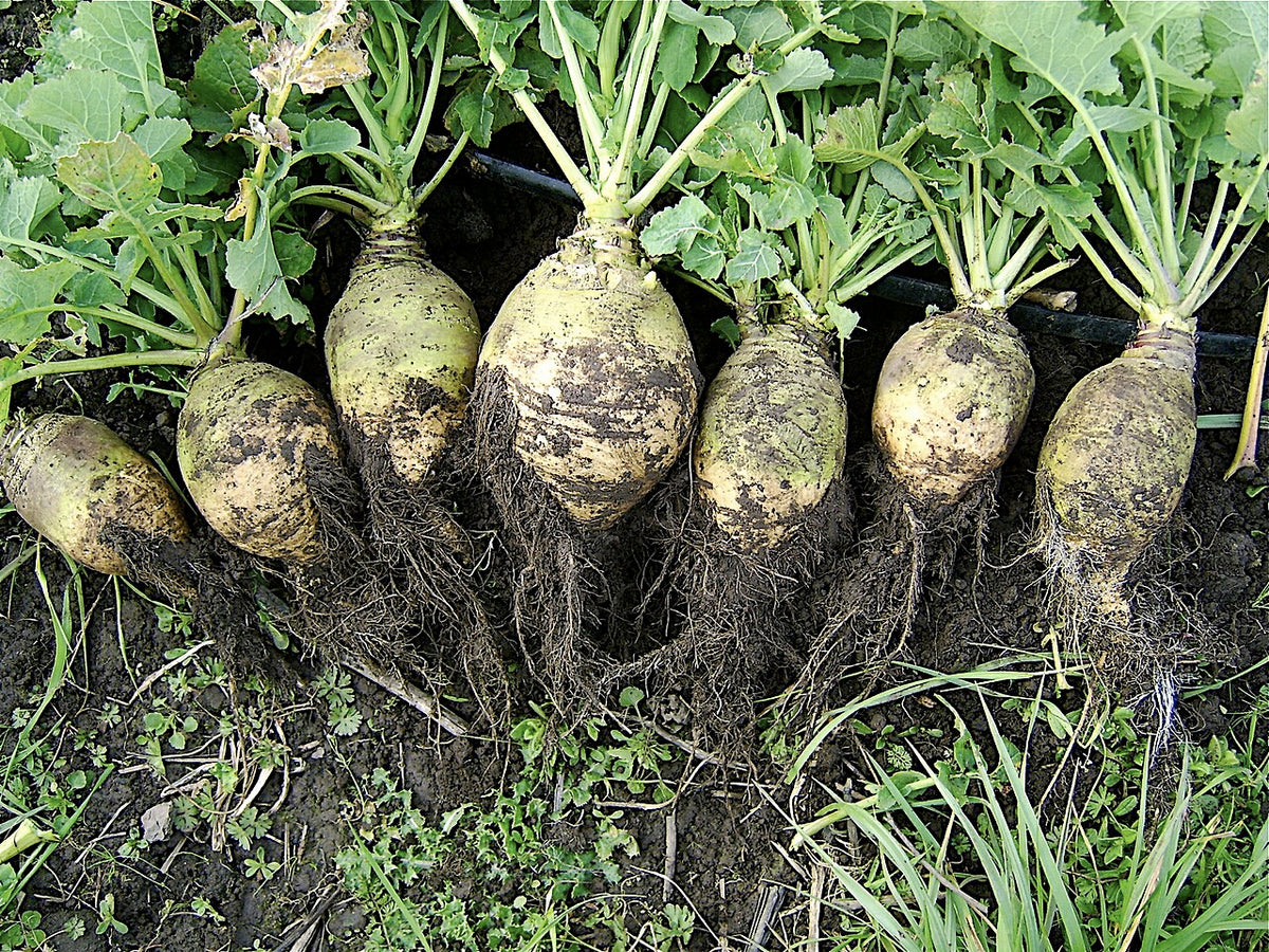 Rutabaga Starter Plant — photo: Seedambassadors, CC BY-SA 3.0, via Wikimedia Commons