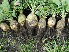 Fresh Rutabaga grown in Alabama by Wade Greens