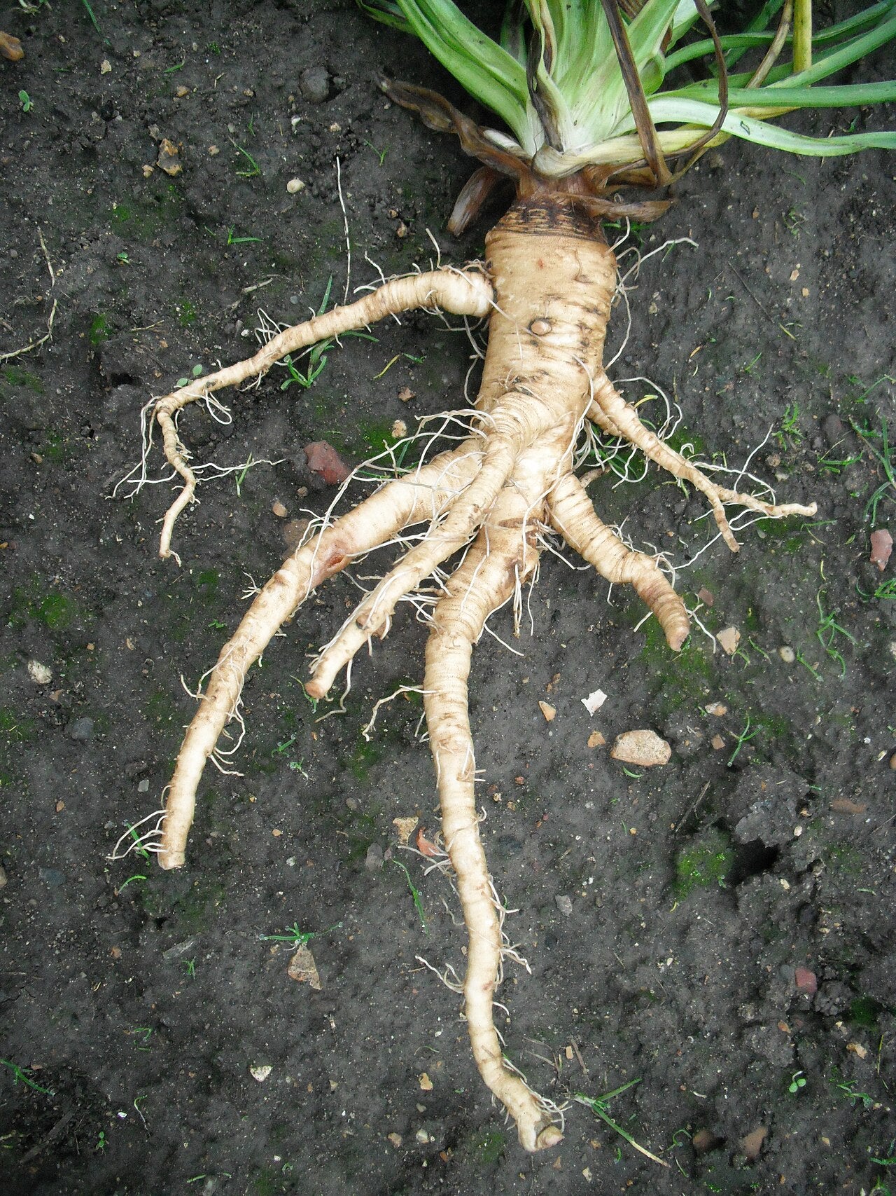 Fresh Salsify grown in Alabama by Wade Greens