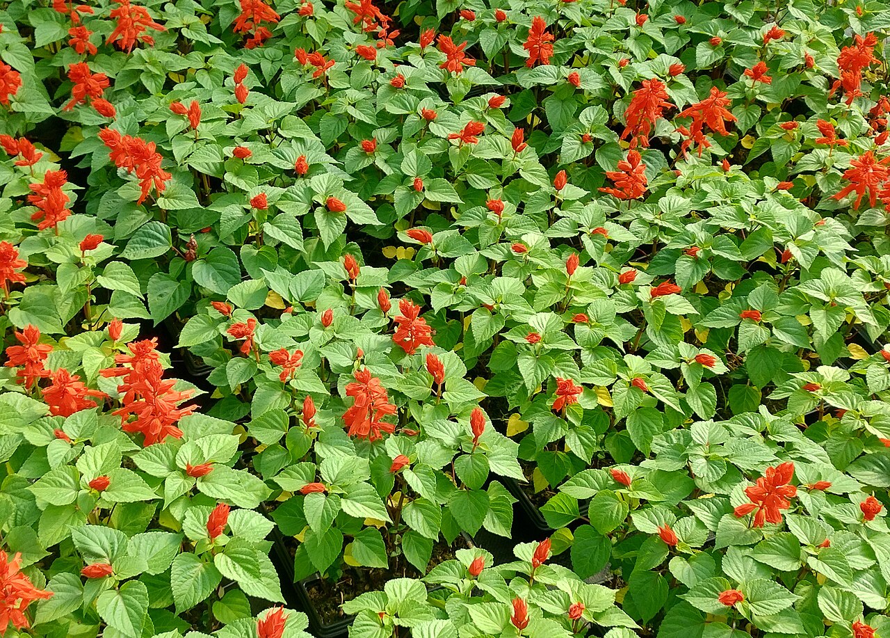 Salvia (Salvia) - live plant from Wade Greens