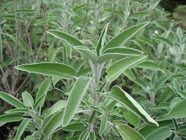 Sage - Fresh Cut — photo: Liné1, CC BY-SA 3.0, via Wikimedia Commons