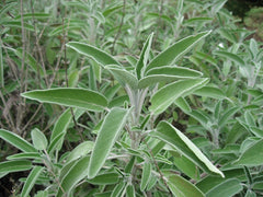 Sage - Fresh Cut — photo: Liné1, CC BY-SA 3.0, via Wikimedia Commons