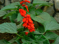 Salvia (Salvia) - live plant from Wade Greens