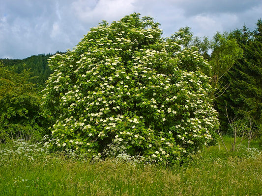 Elderberry — photo: Willow, CC BY 2.5, via Wikimedia Commons