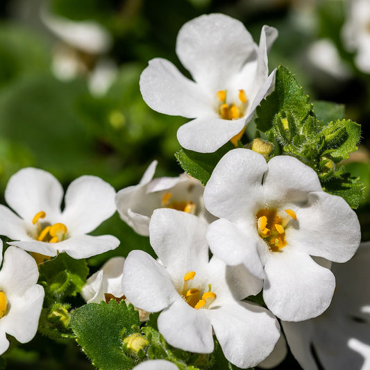 Bacopa (Sutera cordata) small white five-petalled flowers on trailing stems. Photo: Dietmar Rabich, CC BY-SA 4.0, via Wikimedia Commons.