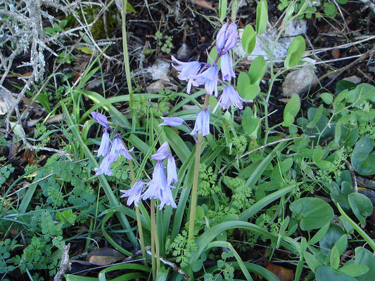 Spanish Bluebell Bulbs — photo: User:Xemenendura, CC BY-SA 3.0, via Wikimedia Commons