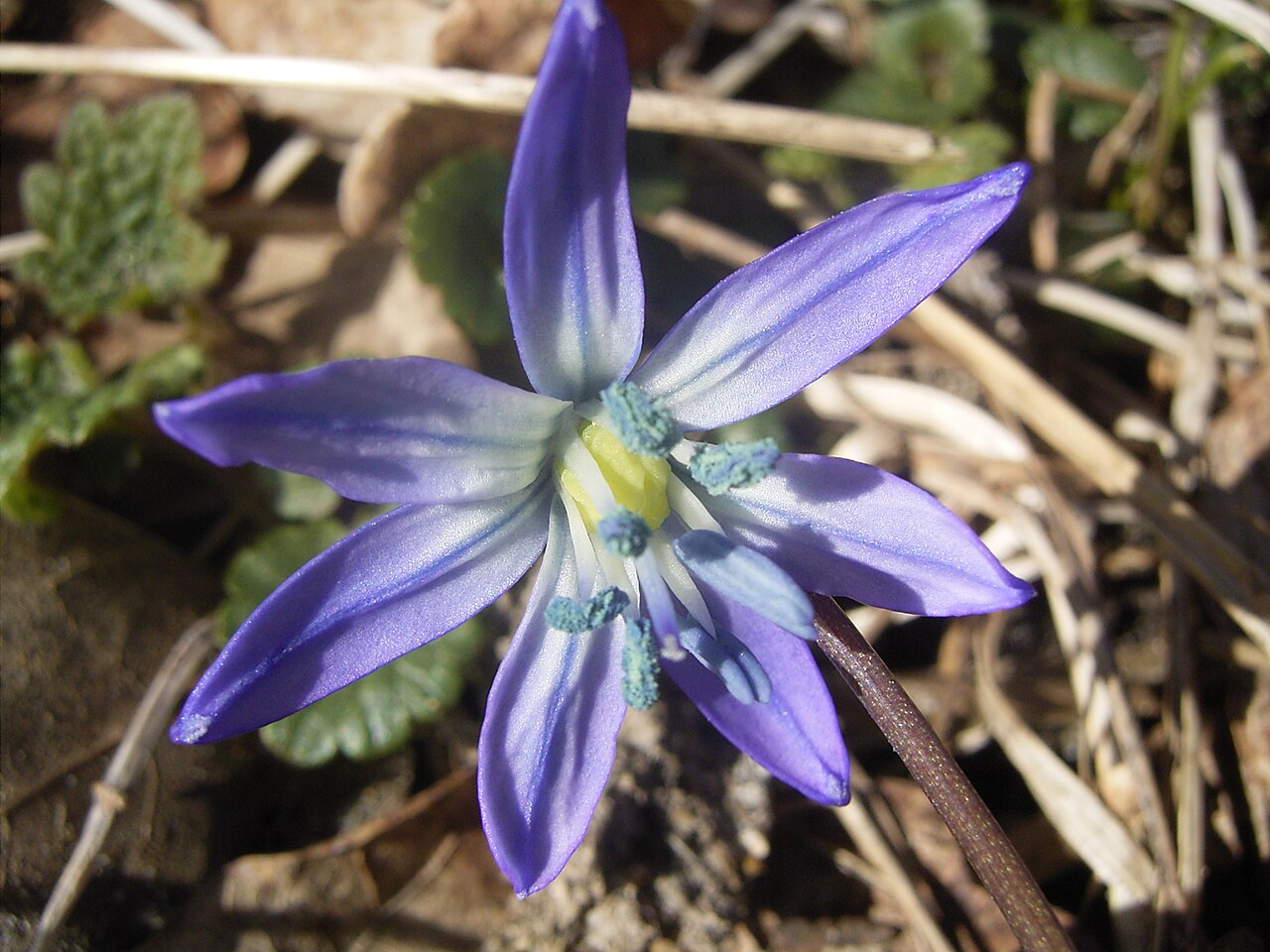 Scilla (Squill) Bulbs (Scilla) — live plant from Wade Greens