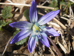 Scilla (Squill) Bulbs (Scilla) — live plant from Wade Greens