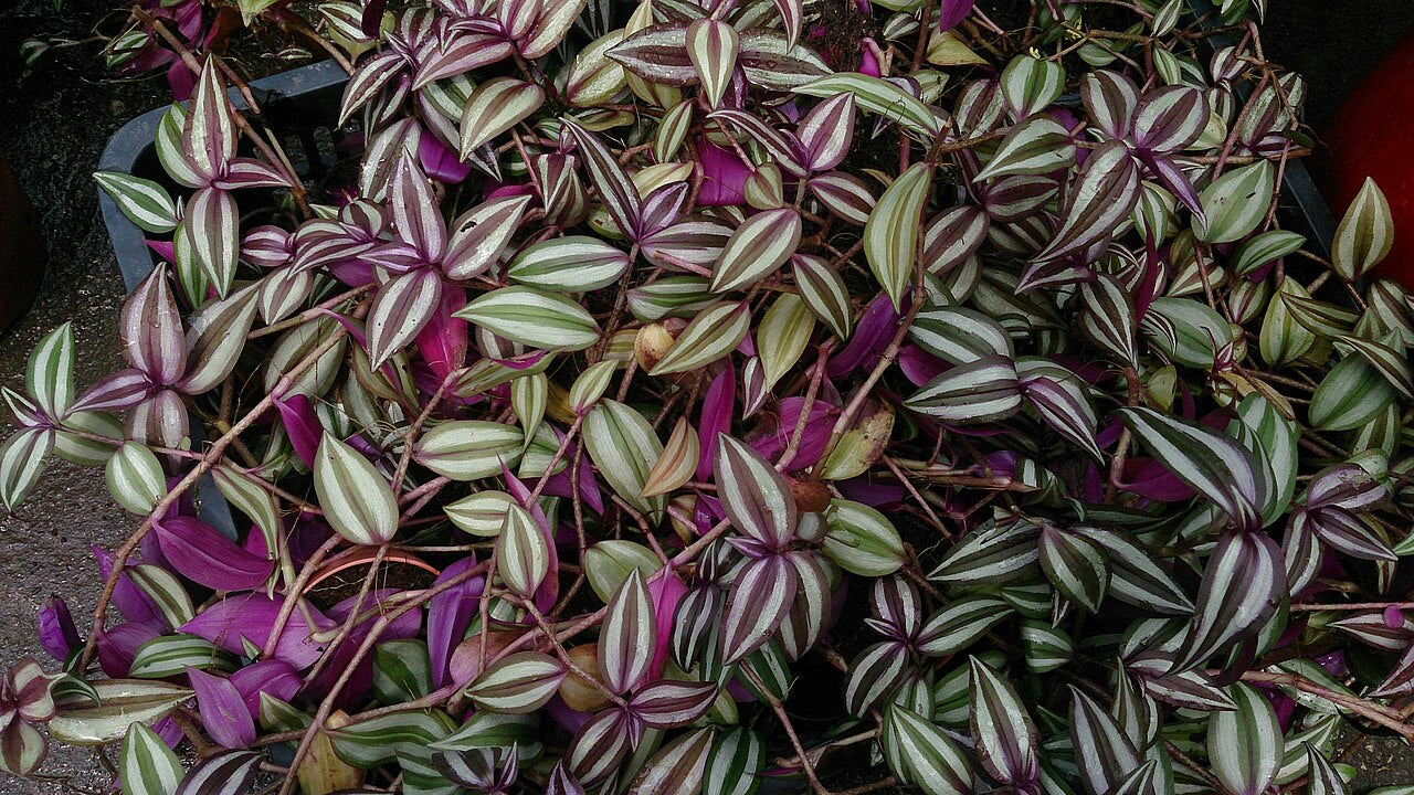 Tradescantia (Inch Plant) (Tradescantia zebrina) — live plant from Wade Greens