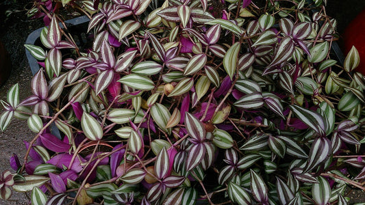 Tradescantia (Inch Plant) (Tradescantia zebrina) - live plant from Wade Greens