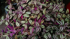 Tradescantia (Inch Plant) (Tradescantia zebrina) — live plant from Wade Greens