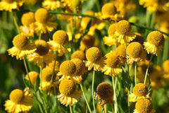 Helenium (Sneezeweed) (Helenium autumnale) — live plant from Wade Greens