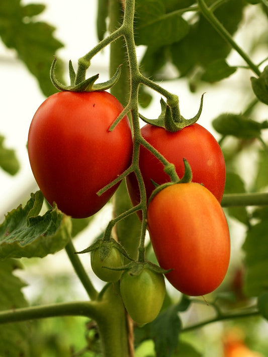 Fresh Roma Tomatoes grown in Alabama by Wade Greens