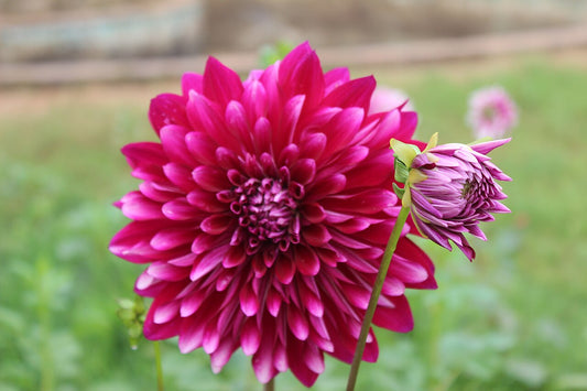 Dahlia Tubers (Dahlia) - live plant from Wade Greens
