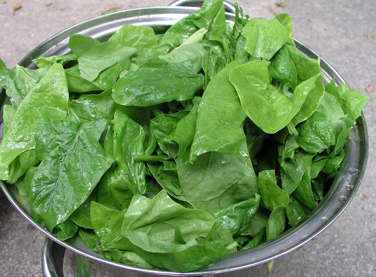 Fresh Spinach grown in Alabama by Wade Greens