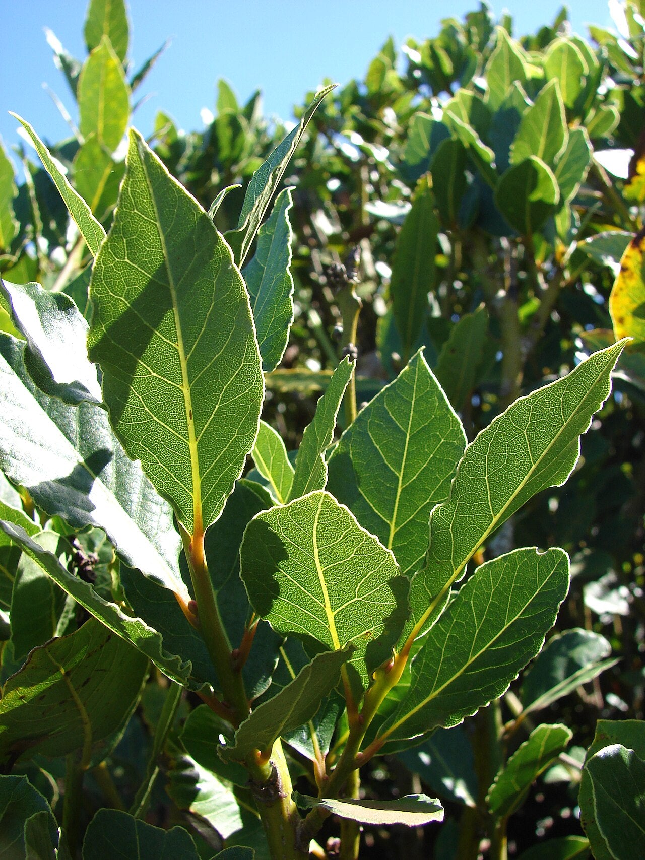 Bay Laurel (Laurus nobilis) live herb plant from Wade Greens