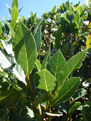 Bay Laurel (Laurus nobilis) live herb plant from Wade Greens