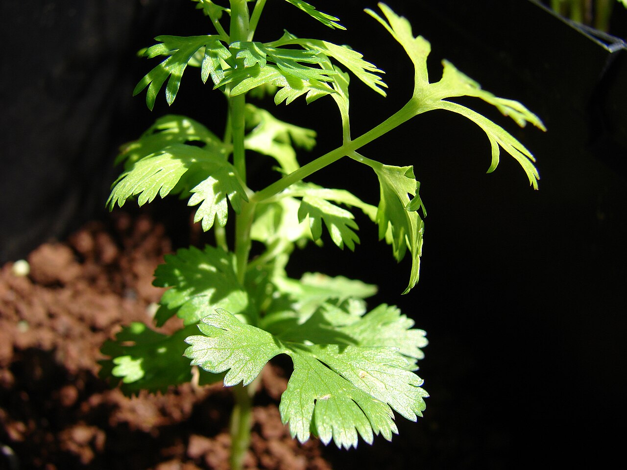 Cilantro - Fresh Cut — photo: Forest and Kim Starr, CC BY 3.0 US, via Wikimedia Commons