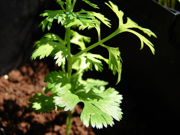Cilantro - Fresh Cut — photo: Forest and Kim Starr, CC BY 3.0 US, via Wikimedia Commons