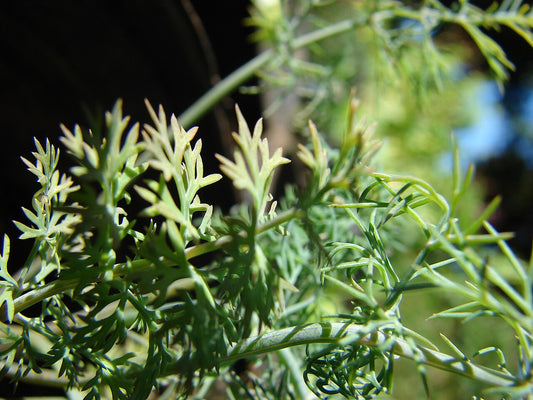 Dill - Fresh Cut — photo: Forest and Kim Starr, CC BY 3.0 US, via Wikimedia Commons