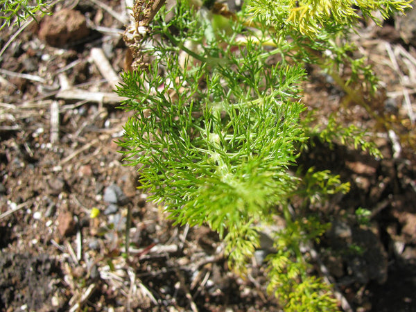 Fennel Fronds - Fresh Cut — photo: Forest and Kim Starr, CC BY 3.0 US, via Wikimedia Commons