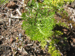 Fennel Fronds - Fresh Cut — photo: Forest and Kim Starr, CC BY 3.0 US, via Wikimedia Commons