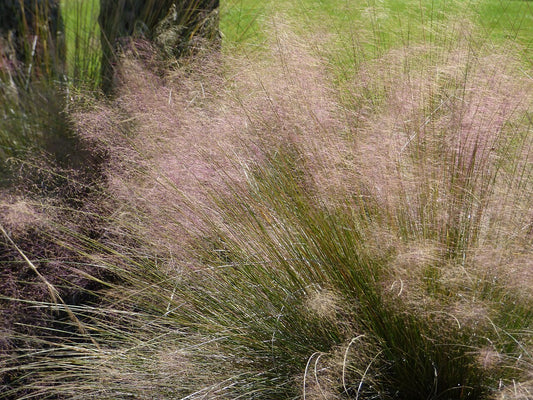Gulf Muhly Grass (Muhlenbergia capillaris) - live plant from Wade Greens