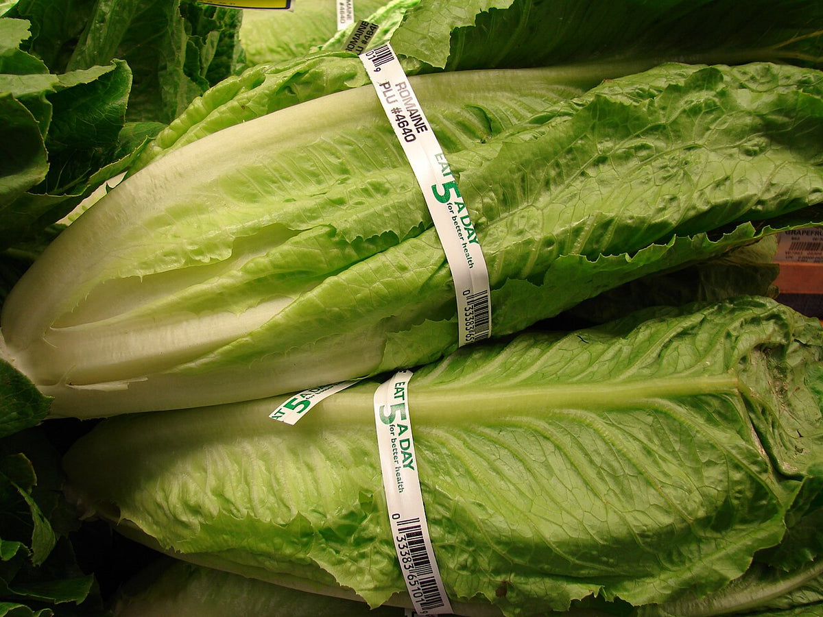 Romaine Lettuce Starter Plant — photo: Forest & Kim Starr, CC BY 3.0, via Wikimedia Commons