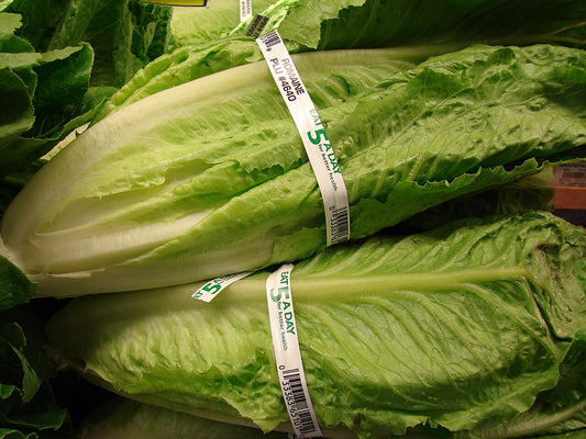 Romaine Lettuce Starter Plant — photo: Forest & Kim Starr, CC BY 3.0, via Wikimedia Commons