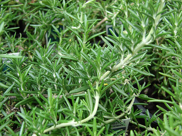 Rosemary - Fresh Cut — photo: Forest & Kim Starr, CC BY 3.0, via Wikimedia Commons