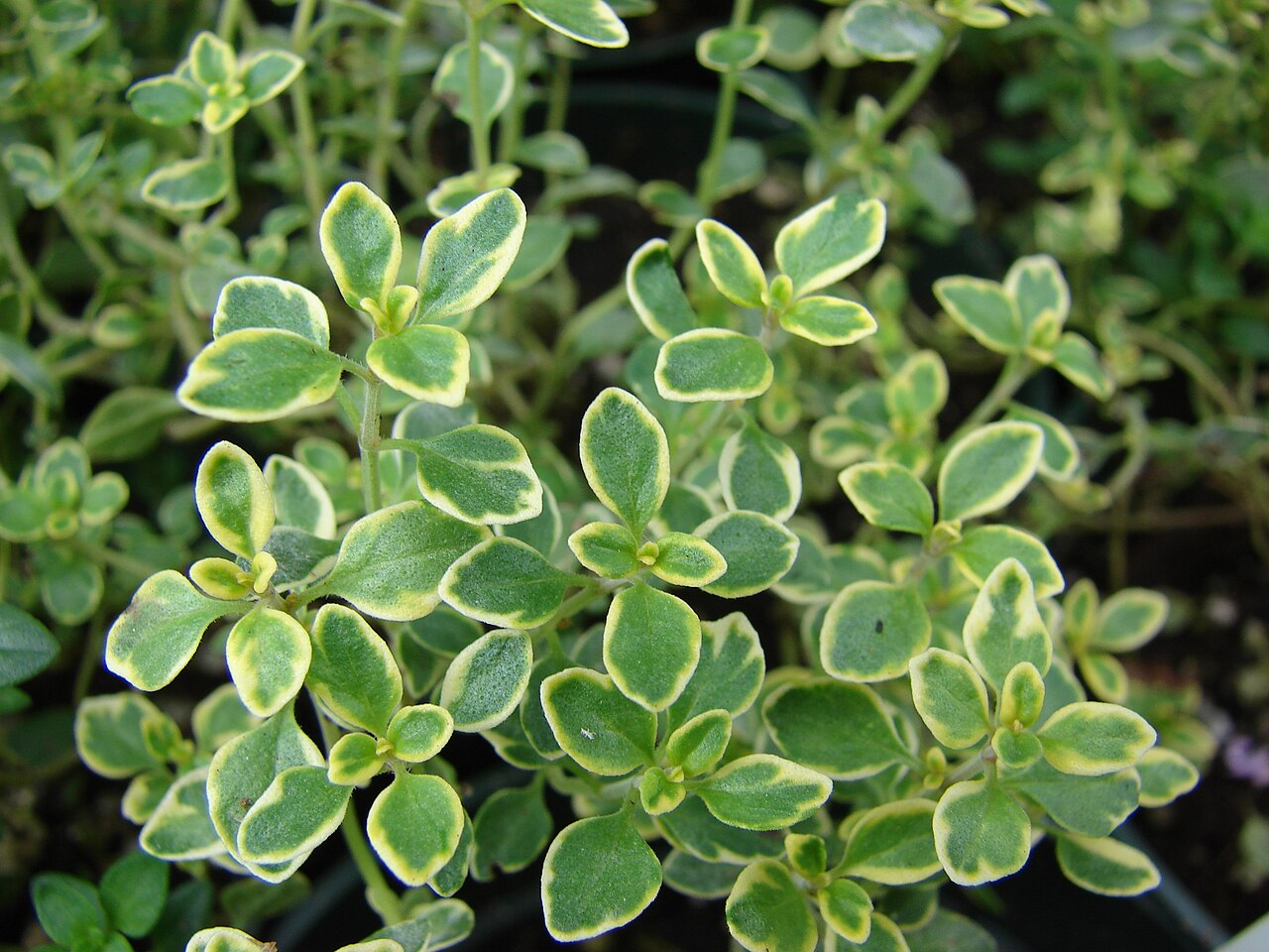 Lemon Thyme Live Herb Plant — photo: Forest & Kim Starr, CC BY 3.0, via Wikimedia Commons