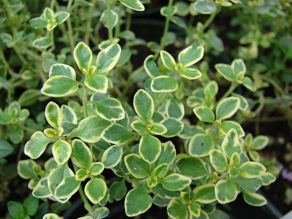 Lemon Thyme - Fresh Cut — photo: Forest & Kim Starr, CC BY 3.0, via Wikimedia Commons