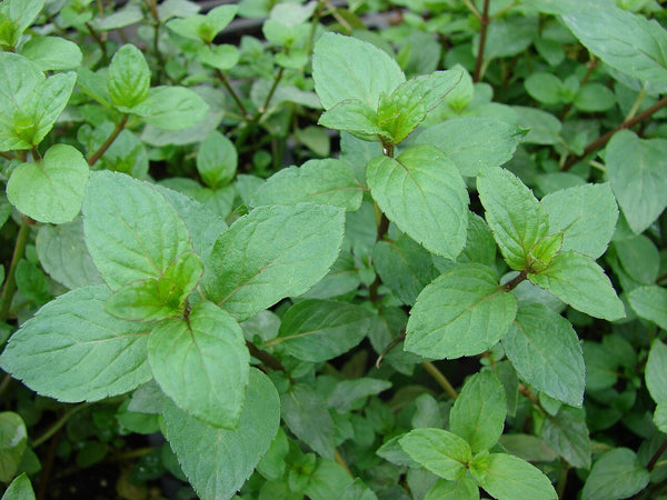 Peppermint - Fresh Cut — photo: Forest & Kim Starr, CC BY 3.0, via Wikimedia Commons