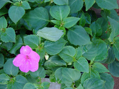 SunPatiens / Impatiens (Impatiens) — live plant from Wade Greens