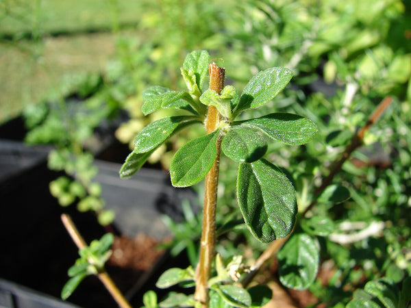 Oregano - Fresh Cut — photo: Forest & Kim Starr, CC BY 3.0, via Wikimedia Commons