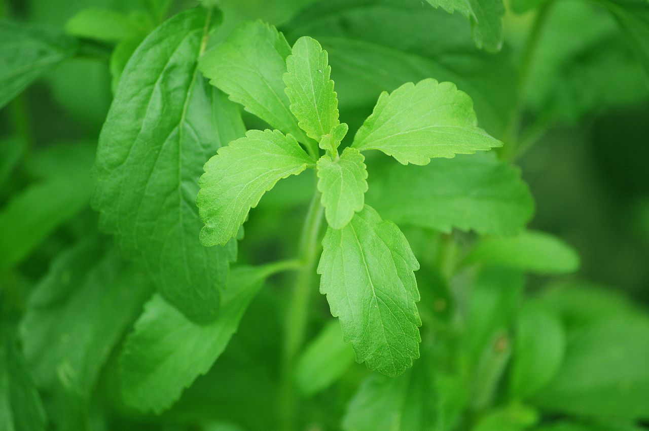 Stevia (Stevia rebaudiana) live herb plant from Wade Greens