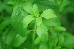 Stevia (Stevia rebaudiana) live herb plant from Wade Greens
