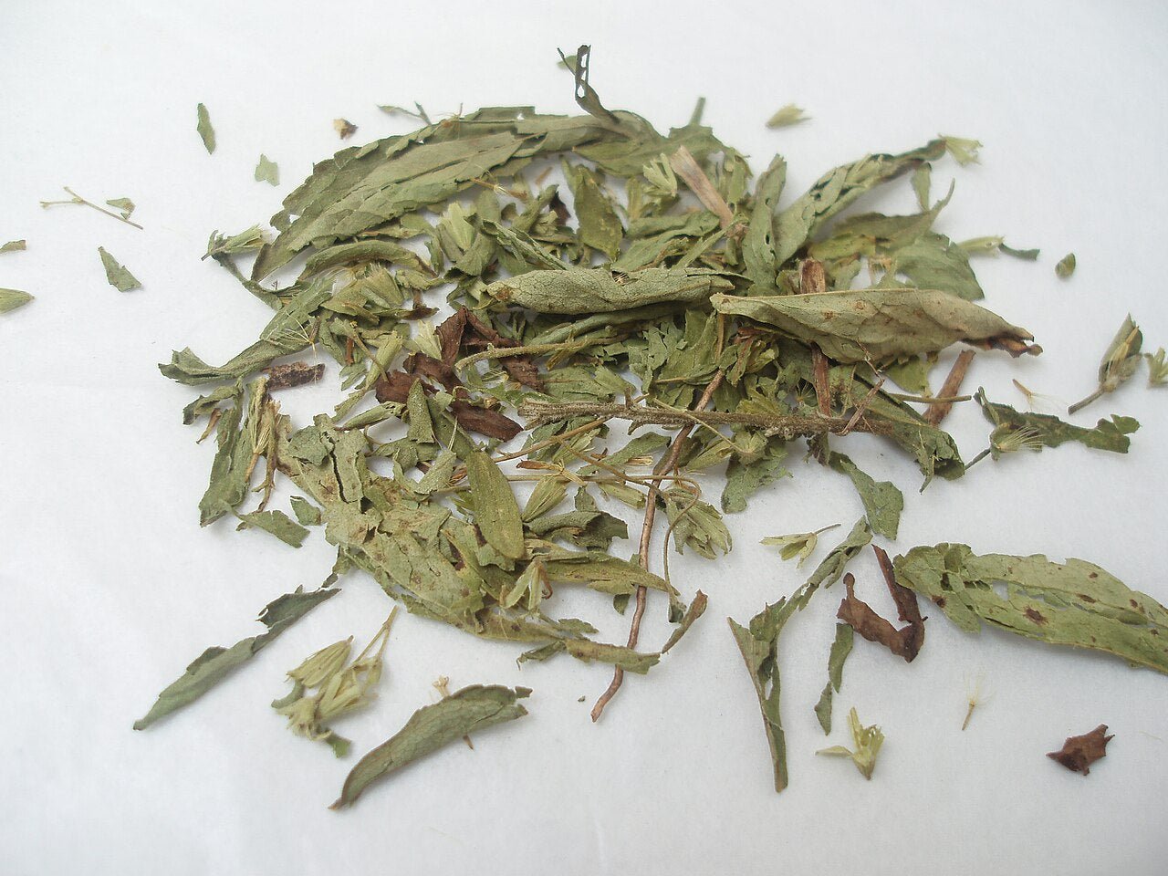 Stevia (Stevia rebaudiana) live herb plant from Wade Greens