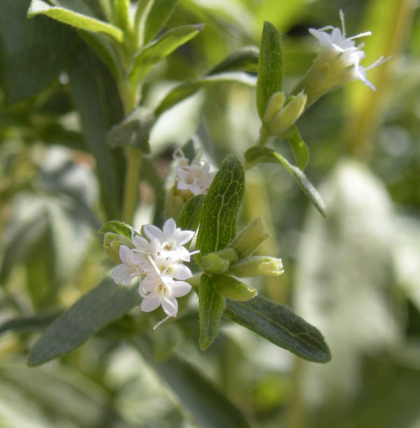 Stevia - Fresh Cut — photo: Ethel Aardvark, CC BY 3.0, via Wikimedia Commons
